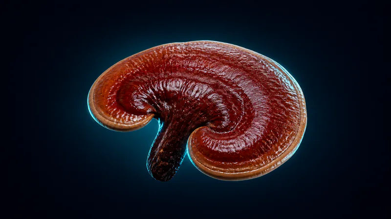 Reishi-svamp